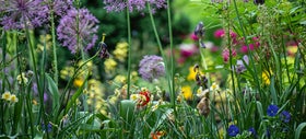 Hoe creëer je een duurzame tuin?