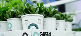 De luchtzuiverende planten van Ogreen