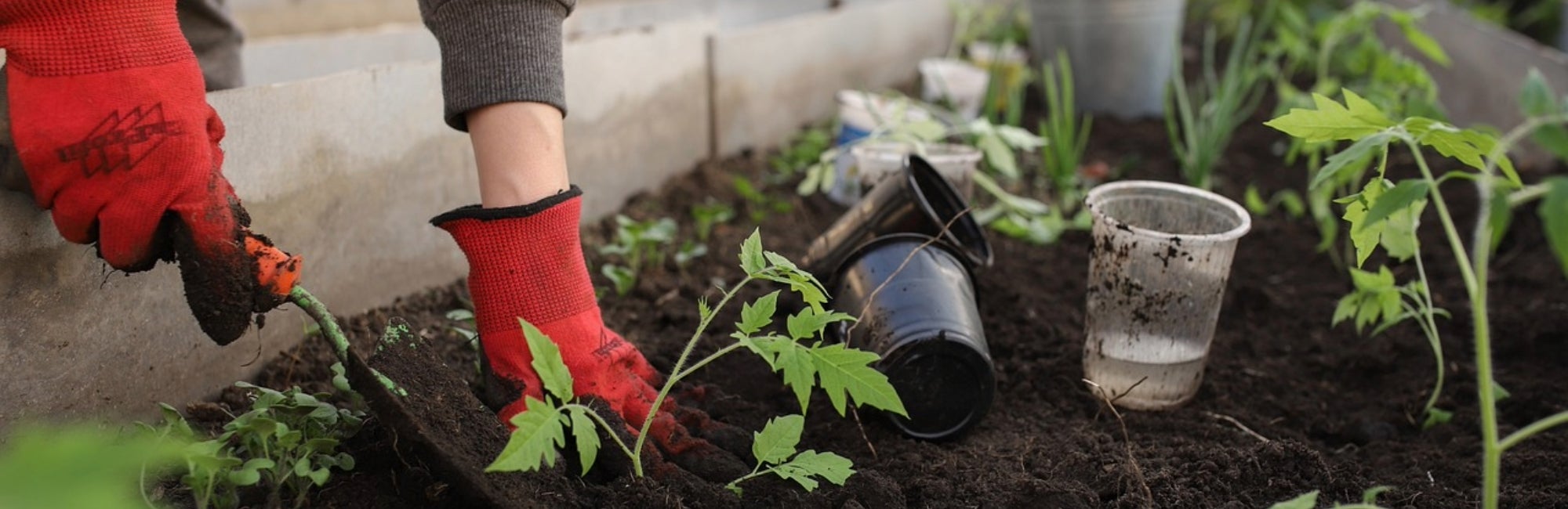 De basis voor een goede moestuin  De basis voor een goede moestuin