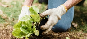 De basis voor een goede moestuin 