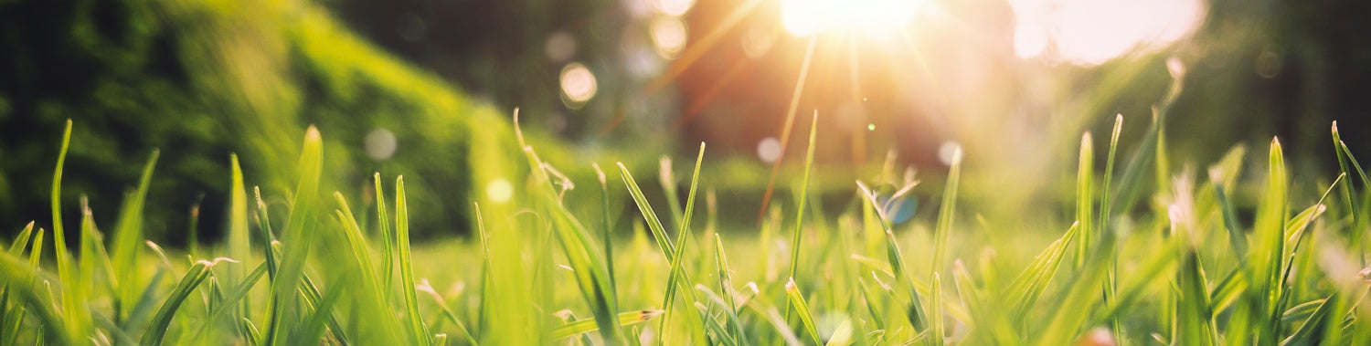 Maak je tuin klaar voor het voorjaar Maak je tuin klaar voor het voorjaar
