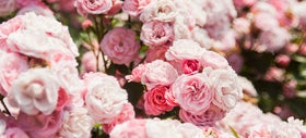 Snoeien van rozen 