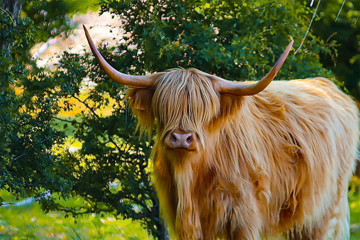 Schotse Hooglanders