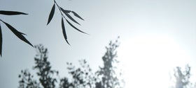 Houd je tuin lekker koel